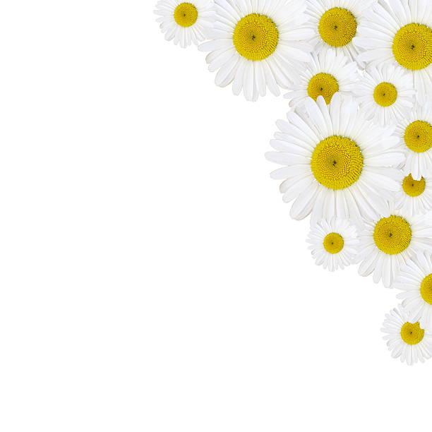 istock Daisy flowers arrangement 515908775