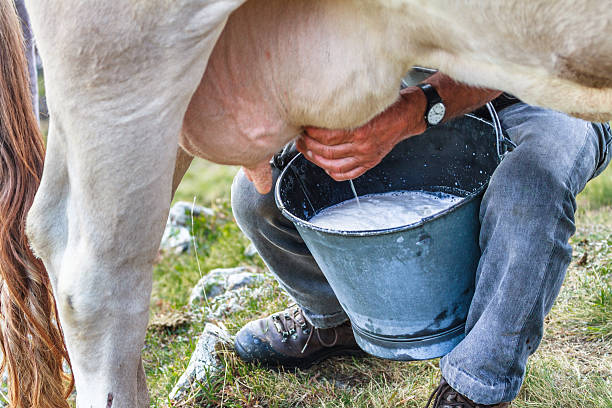 Milking of a cow stock photo