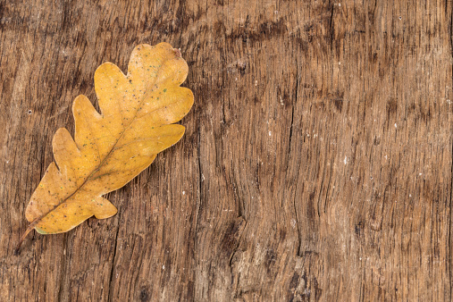 autumn background with dried leaf on wooden surface
