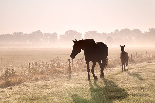 horse and foal silhouettes in fog stock photo