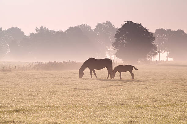 Little foal is about to suck milk from mommy horse's udder