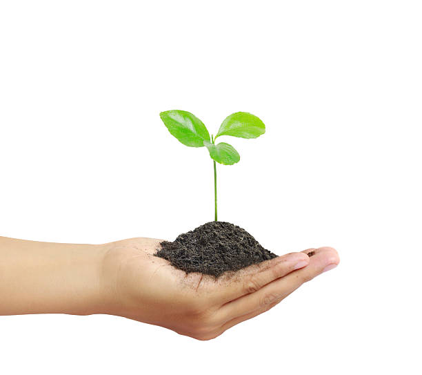 istock Man holding plant in  hand 515912362