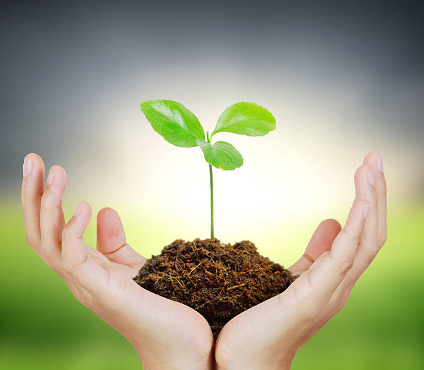 istock Man holding plant in  hand 515912398