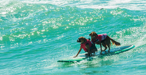 Two dogs riding ocean waves on a surfboard together at the beach in southern california