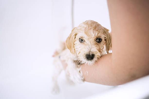 caniche cachorro en la bañera - fountain house residential structure home interior fotografías e imágenes de stock