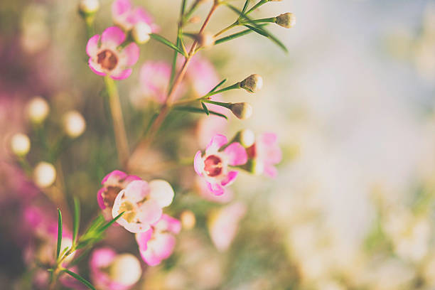 istock Delicate and beautiful fresh waxflowers against blue background 515914328