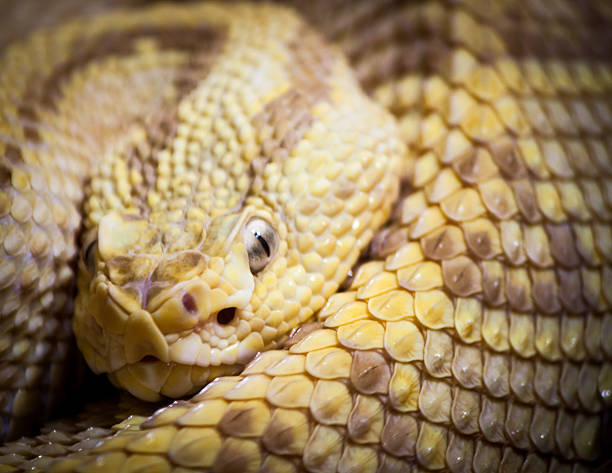 istock Coiled brown white yellow snake eyes portrait closeup and sharp 515914750