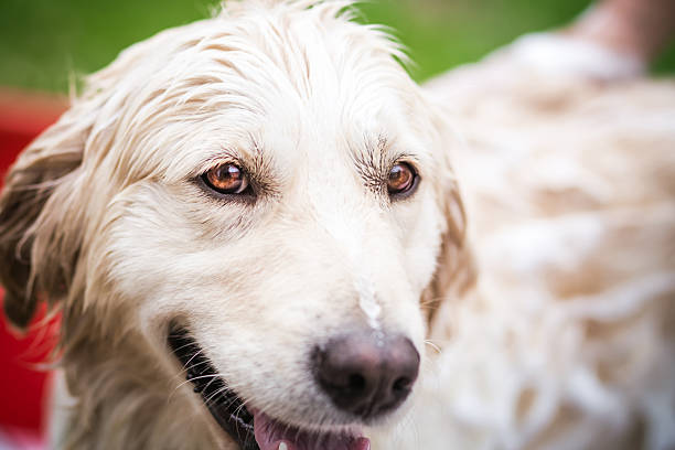 istock Happy Golden Retriever after bathing 515917046