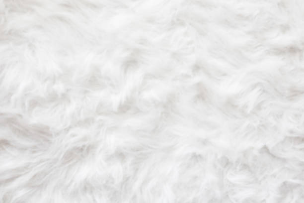 istock De-focused Sheep wool fur background texture wallpaper. 515918194