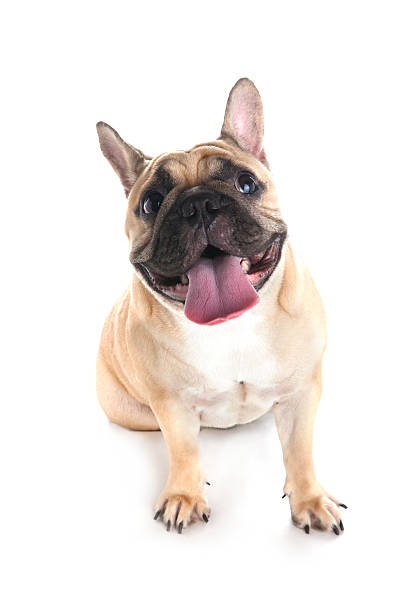 istock French bulldog on white background 515918850