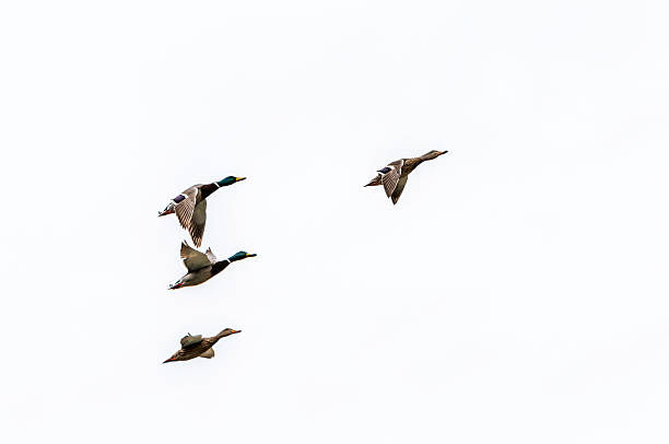 pływające kaczki krzyżówki na białe tło - wildfowl zdjęcia i obrazy z banku zdjęć