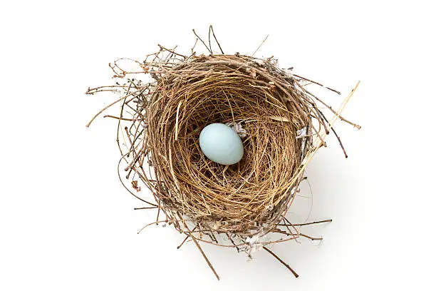 bird nest with egg isolated on white