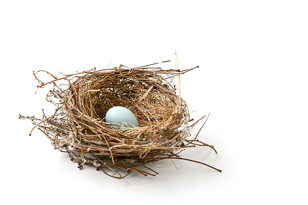 bird nest - easter nest stock-fotos und bilder