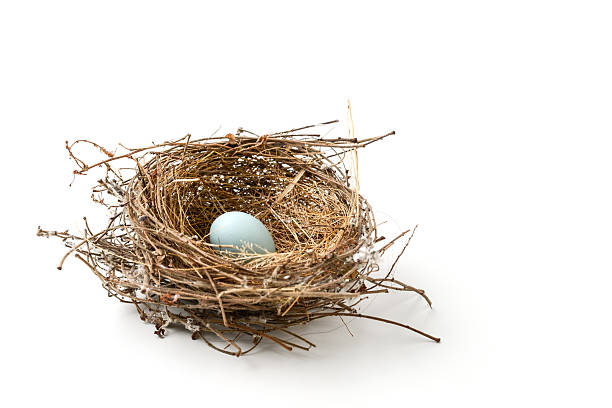 gniazdo ptaszka - birds nest animal nest animal egg blue zdjęcia i obrazy z banku zdjęć