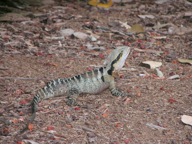 istock Water dragon on ground in Queensland 515920712