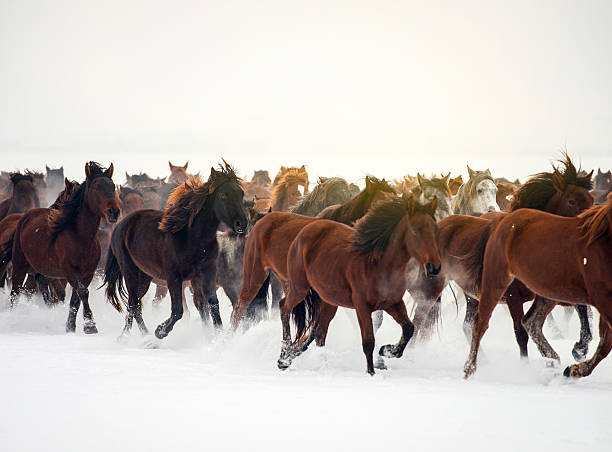 istock Large group of wild horses 515920726