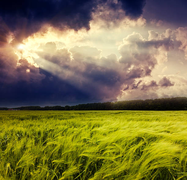 field - storm corn rain field - fotografias e filmes do acervo