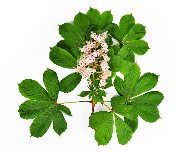 istock Flowering branch of chestnut tree 515921096