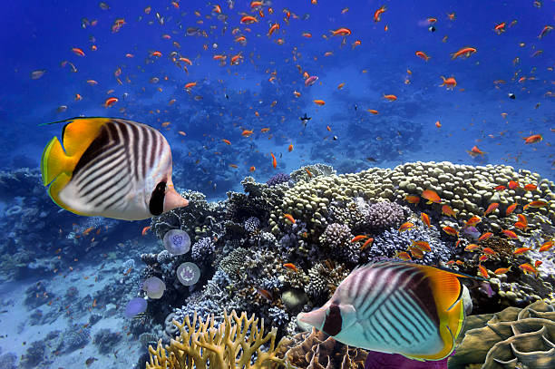 istock Underwater scene, showing different colorful fishes swimming 515922072