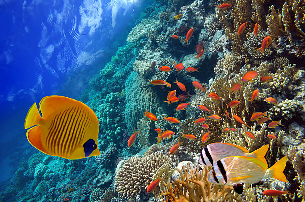 scena subacquea, mostrando diverse colorati pesci nuotare - reef fish foto e immagini stock