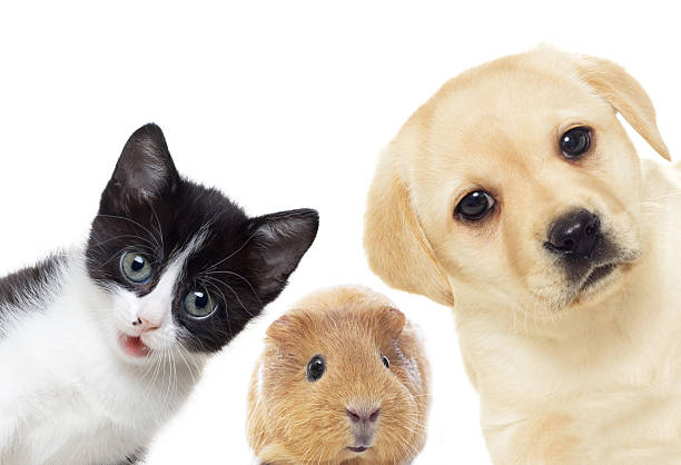 istock Puppy and kitten and guinea pig 515922422