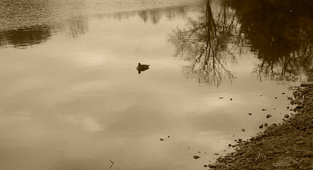 istock Duck swimming on the lake - old style 515923224