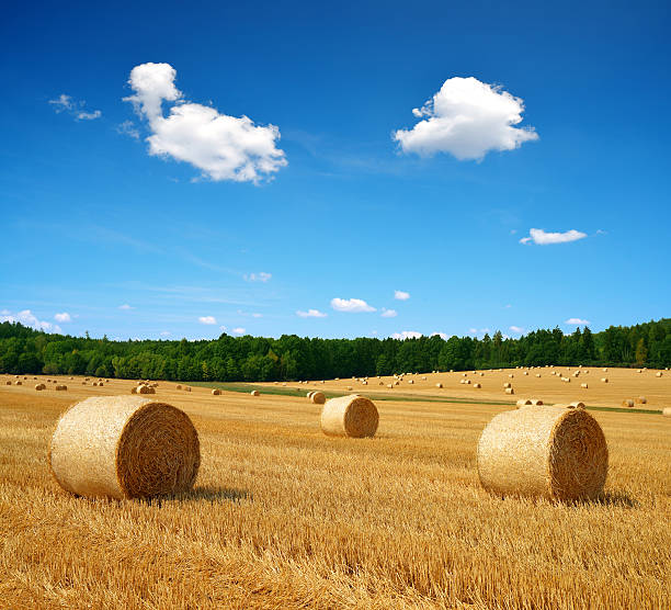 Straw bales on farmland Straw bales on farmland with blue cloudy sky bale photos stock pictures, royalty-free photos & images