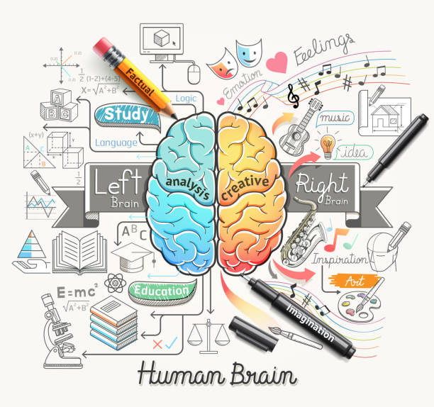 ilustrações, clipart, desenhos animados e ícones de cérebro humano diagrama rabiscos ícones de estilo. - symbol art computer icon plan