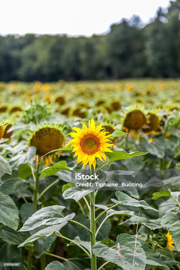 Sunflower An only one sunflower is heading up in the sky. Agriculture Stock Photo