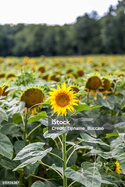 Sunflower Stock Photo - Download Image Now - Agriculture, Ain - France, Flower