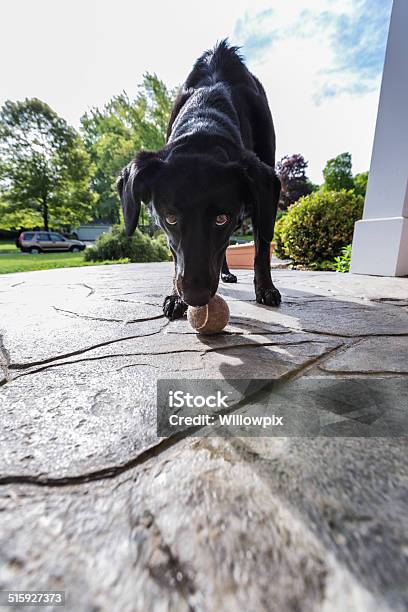 Dog Guarding Her Tennis Ball Toy Stock Photo - Download Image Now - Black Labrador, Dog, Labrador Retriever