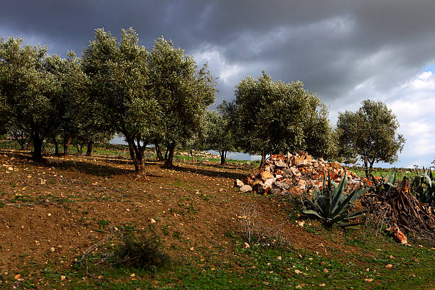 Beautiful landscape in Ifrane, Morocco