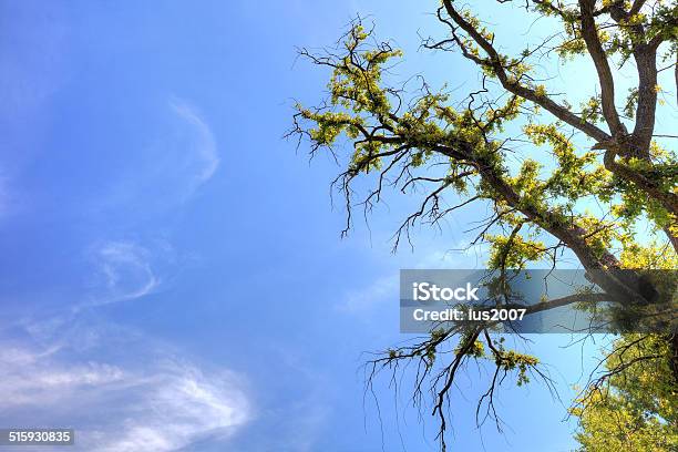 Old Tree And Sky As Background Stock Photo - Download Image Now - Blank, Blue, Branch - Plant Part