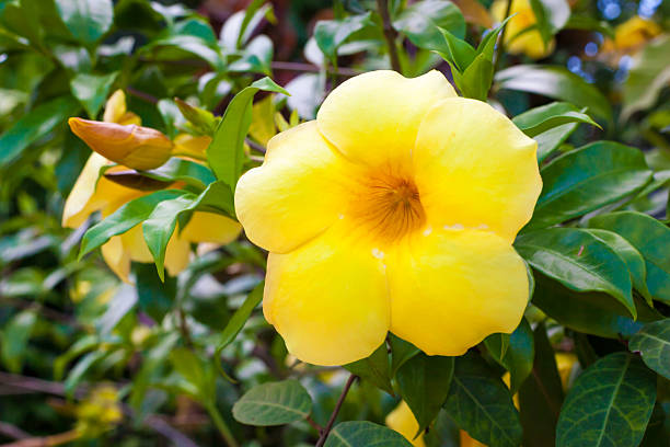 istock Allamanda Cathartica or Golden Trumpet 515958545