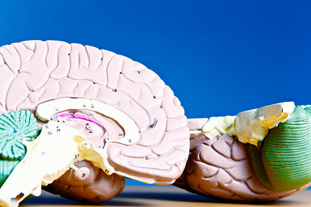 istock Halved model brain showing anatomical details 515959477