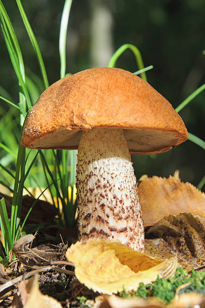 una tapa naranja boletus en el césped - vertical meadow mushroom vegetable fotografías e imágenes de stock