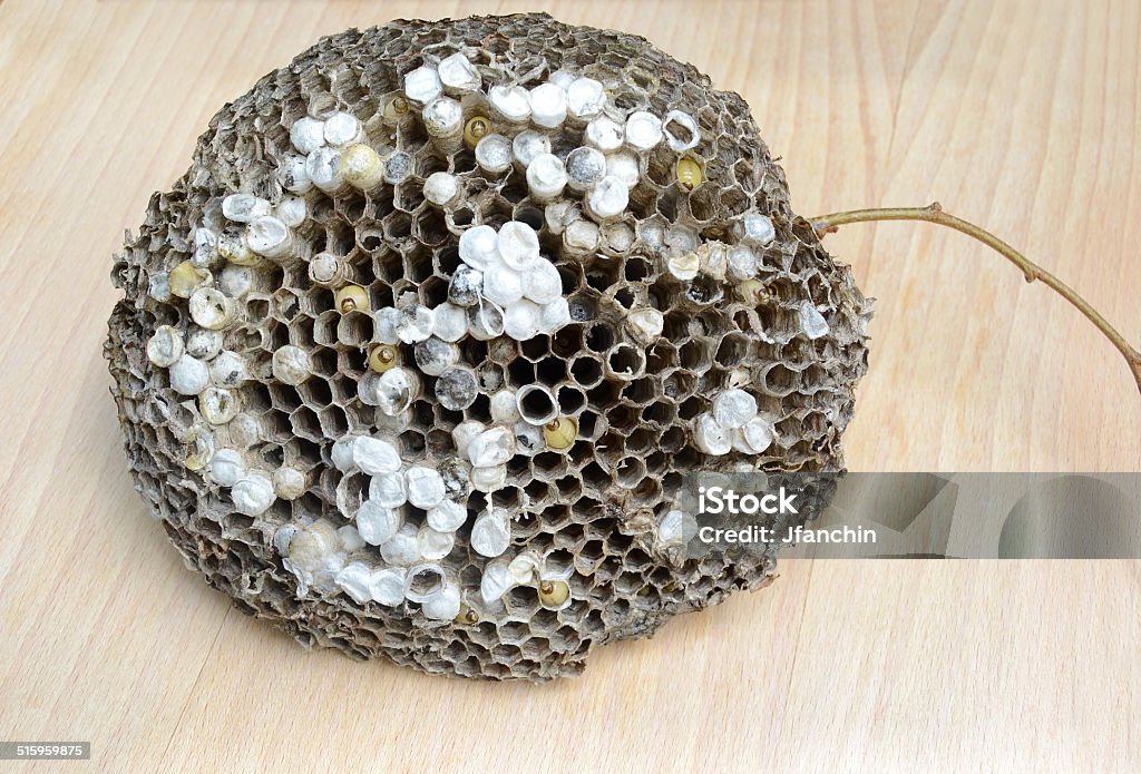 bees nest yellowjacket bees nest Absence Stock Photo