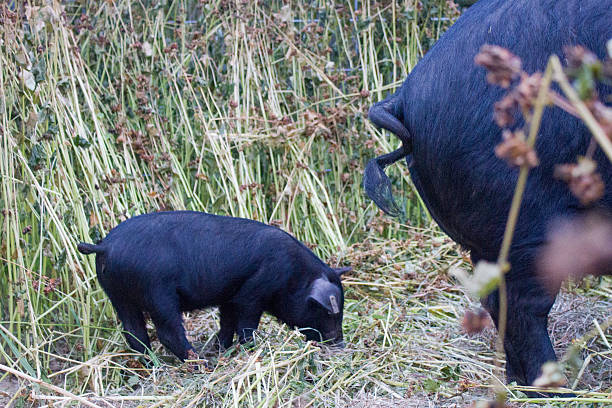 Piglet Standing Behind Mother Pig stock photo