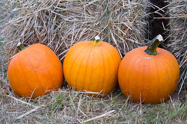 Pumpkins in Front of Hay Bales stock photo