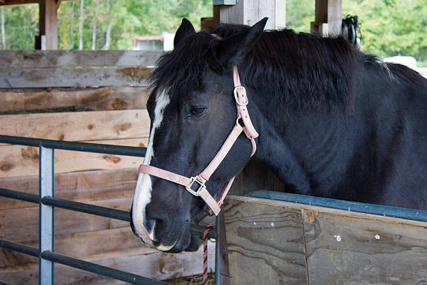 Black Draft Horse stock photo