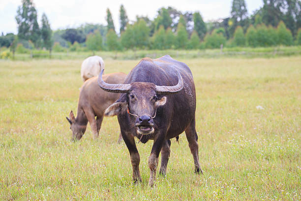 istock Water buffalo standing on green grass 515961417