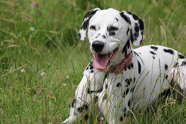 istock Dalmatian dog laying in meadow 515961941