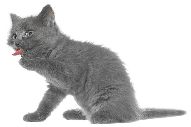 istock Small gray shorthair kitten yawn isolated 515962395