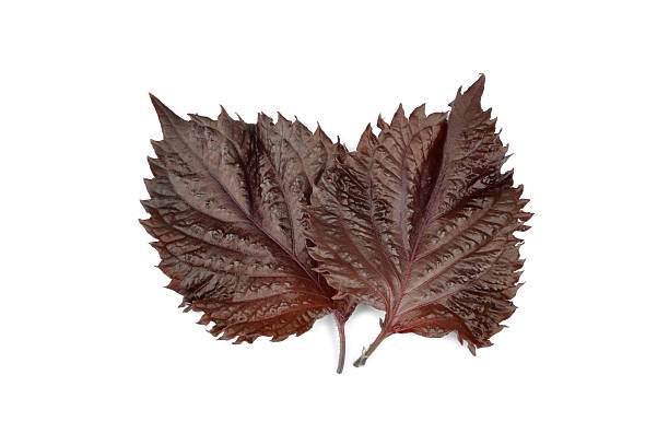 red perilla – bild - shiso stock-fotos und bilder