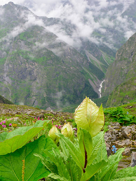 istock Saussurea obvallata Wildflowers Mountain Meadow Mist 515962663