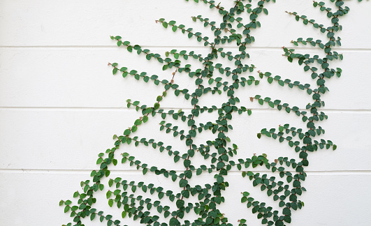 ivy and white wall