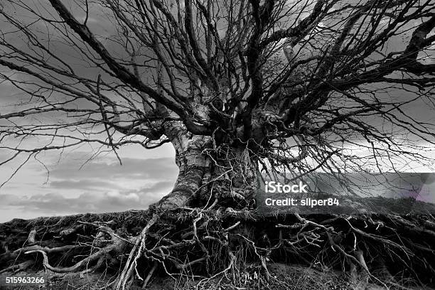 Tree Graphics Bw Bw Tree Stock Photo - Download Image Now - Black And White, Branch ...