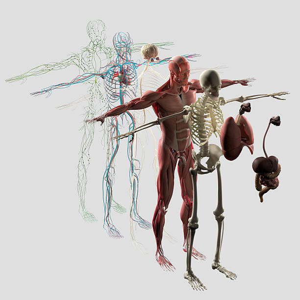 anatomia muscular explodiu modo de exibição. separado elementos, osso, órgãos, nervoso, lymphatic, terapia. - human cardiovascular system fotos - fotografias e filmes do acervo