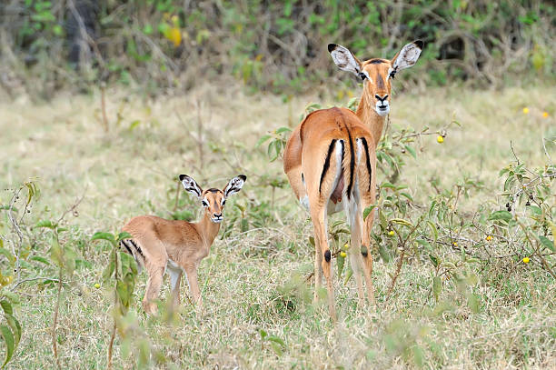 istock Baby impala with his mother 515963857