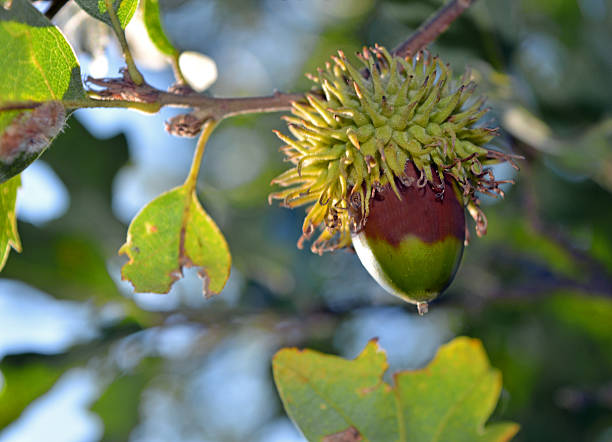 acorn auf einem baum - beechmast stock-fotos und bilder